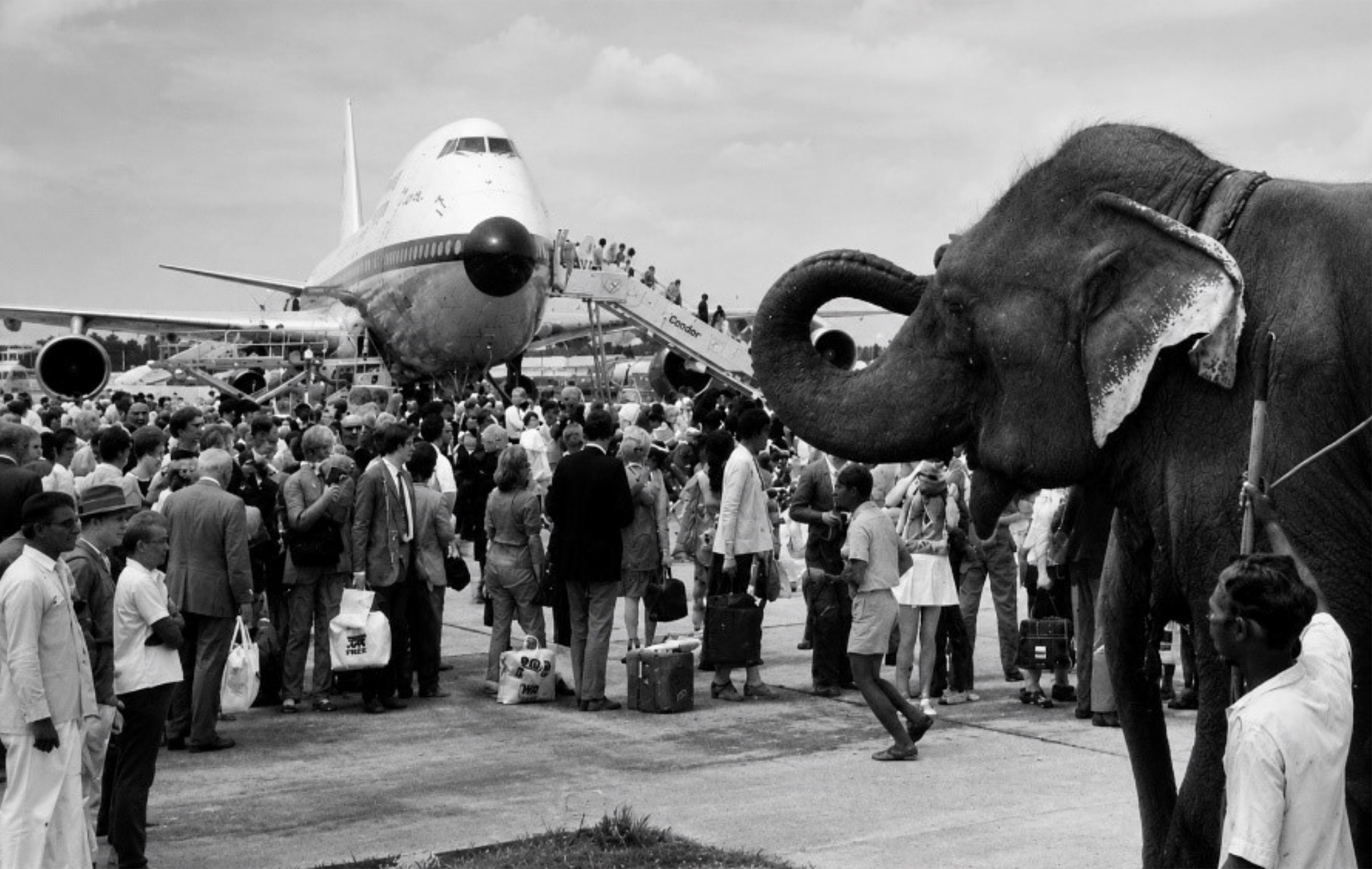 Historical photo of a Condor aircraft with a crowd and an elephant on the airport apron.